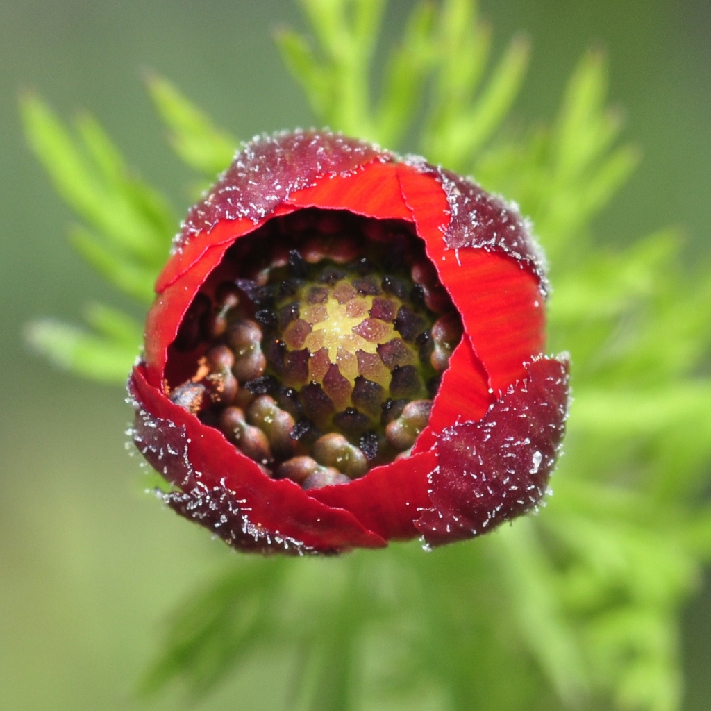 Ranunculaceae Adonis aestivalis