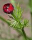 image of Adonis aestivalis