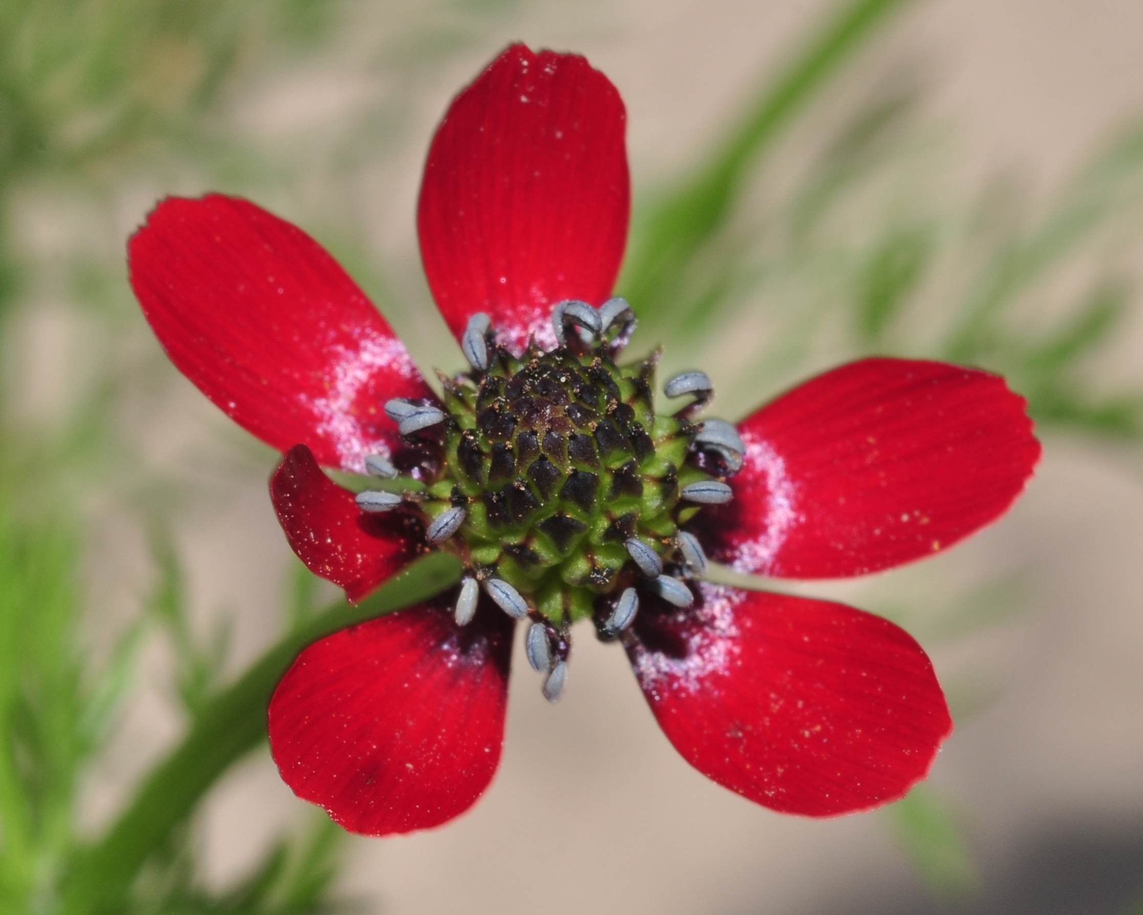 Ranunculaceae Adonis aestivalis