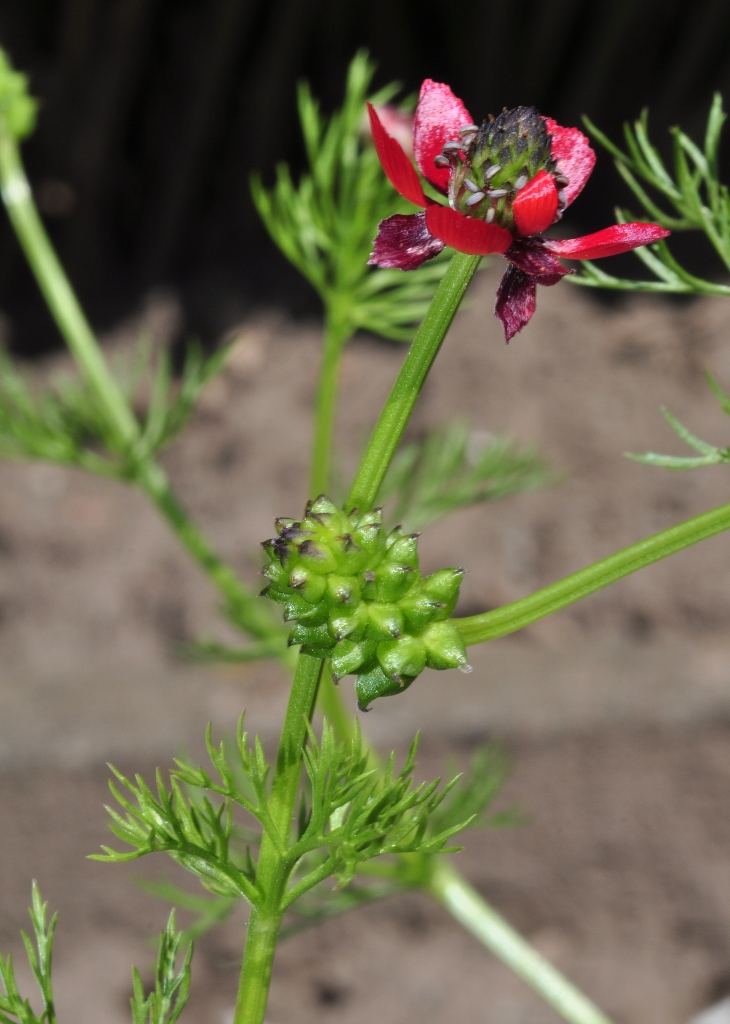 Ranunculaceae Adonis aestivalis