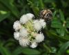 image of Baccharis genistelloides