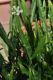 image of Baccharis genistelloides