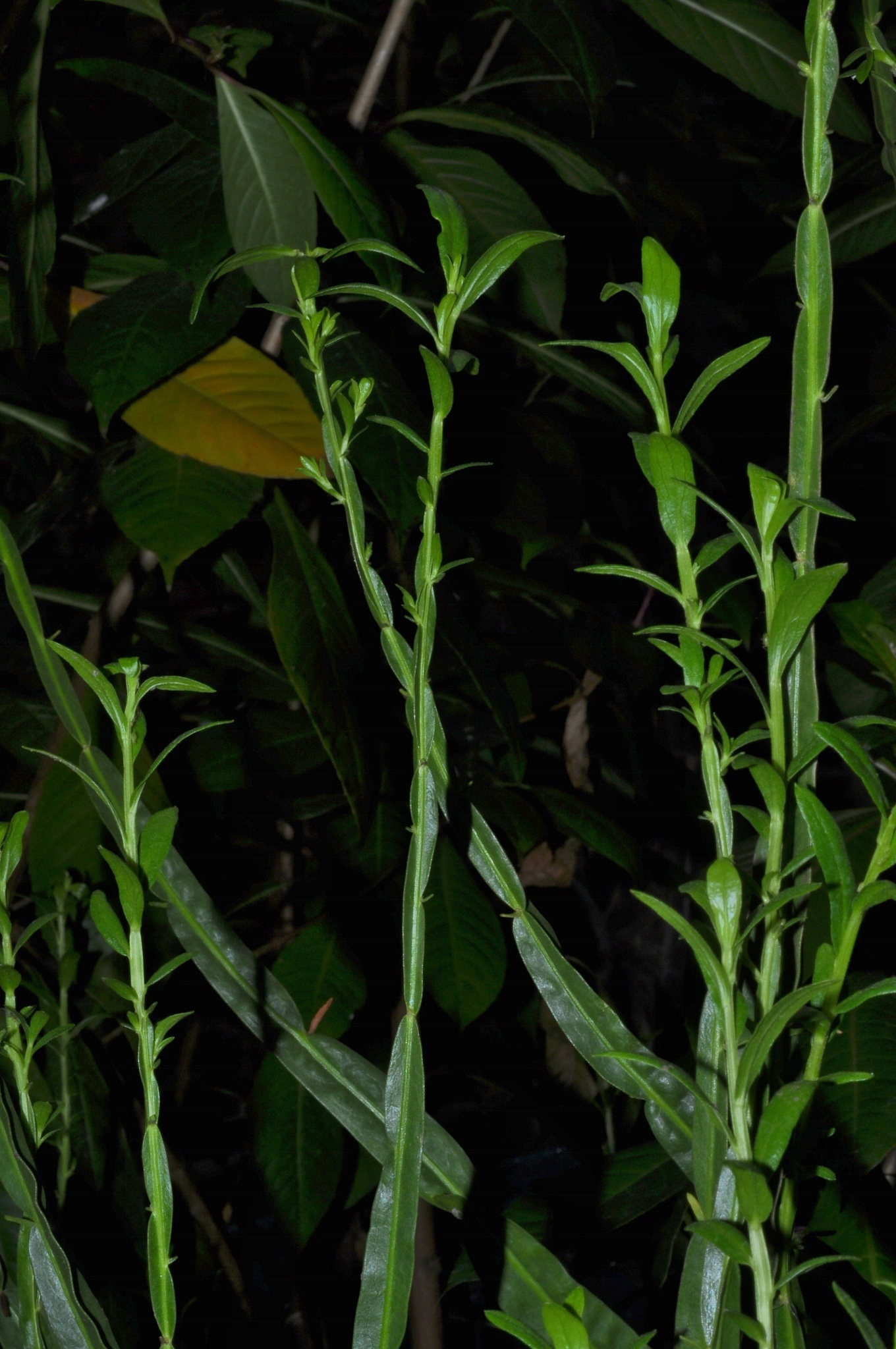 Asteraceae Baccharis genistelloides