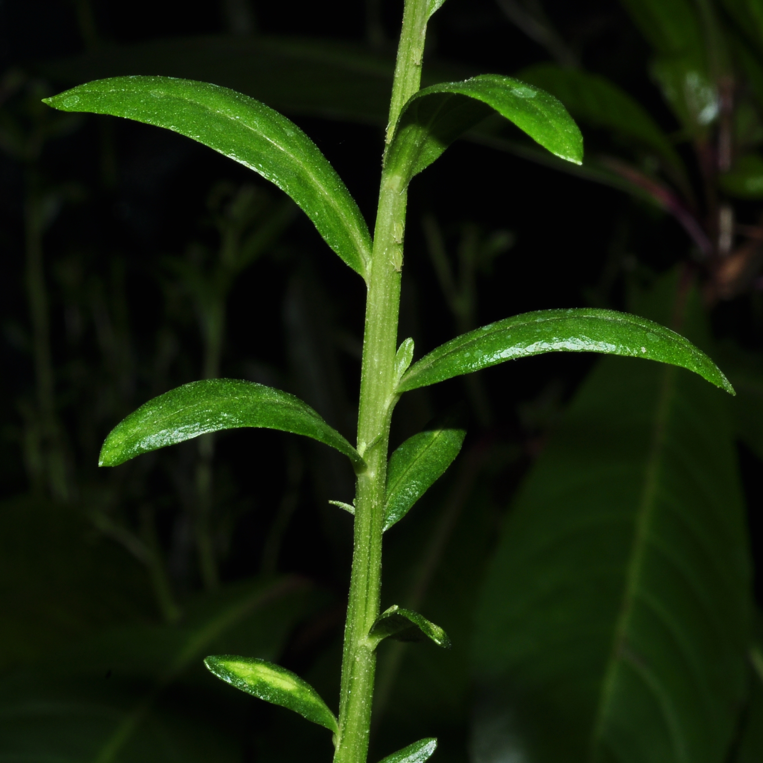 Asteraceae Baccharis genistelloides