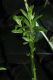 image of Baccharis genistelloides