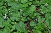 image of Circaea alpina