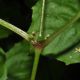 image of Circaea alpina