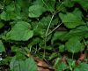 image of Circaea alpina