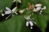 image of Circaea alpina