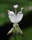 image of Circaea alpina