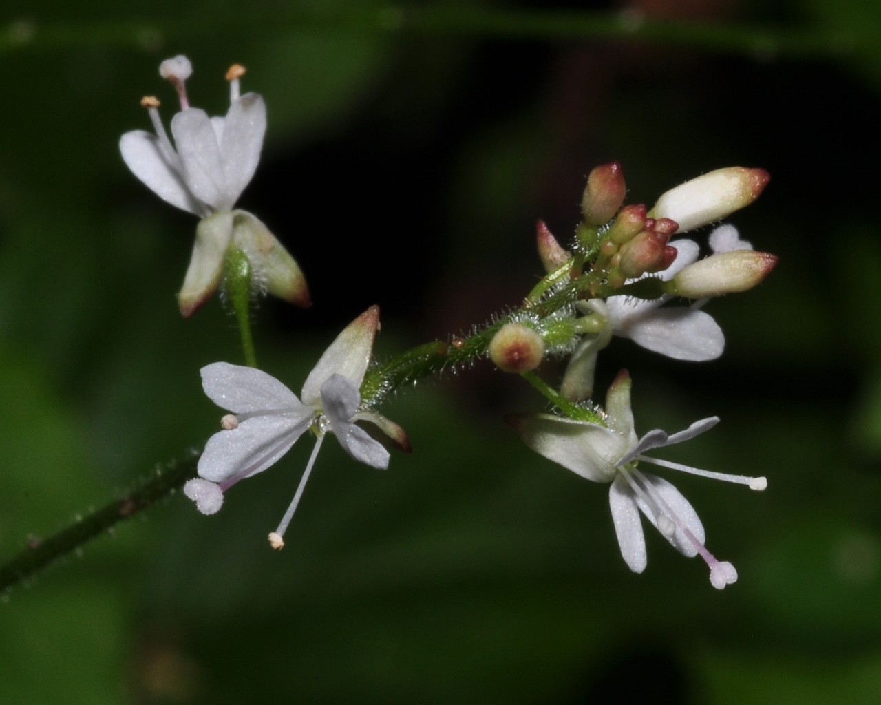Onagraceae Circaea alpina
