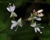 image of Circaea alpina