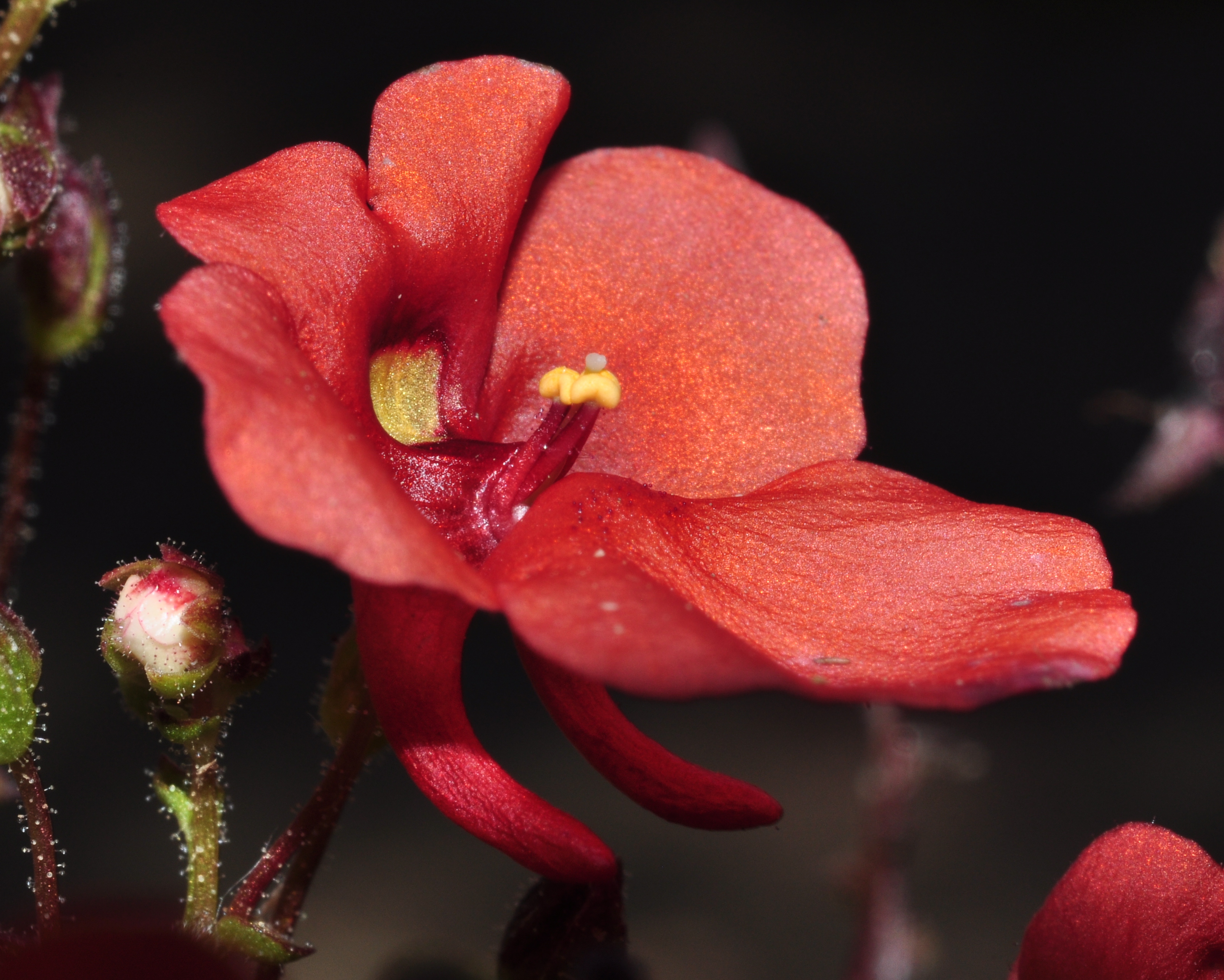 Scrophulariaceae Diascia barberae