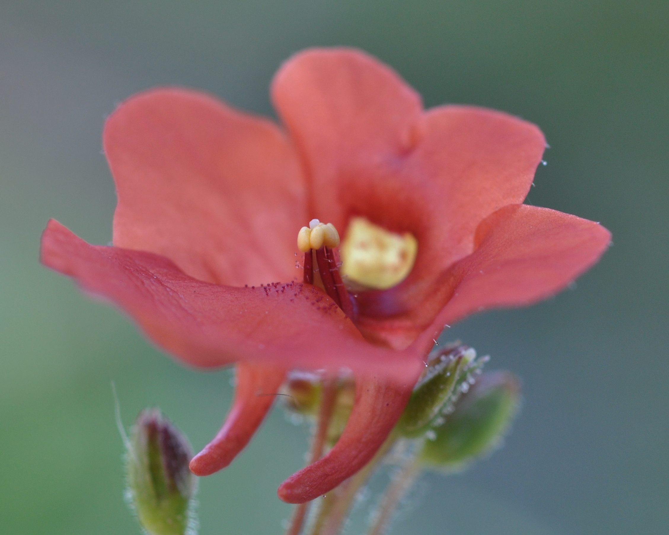 Scrophulariaceae Diascia barberae