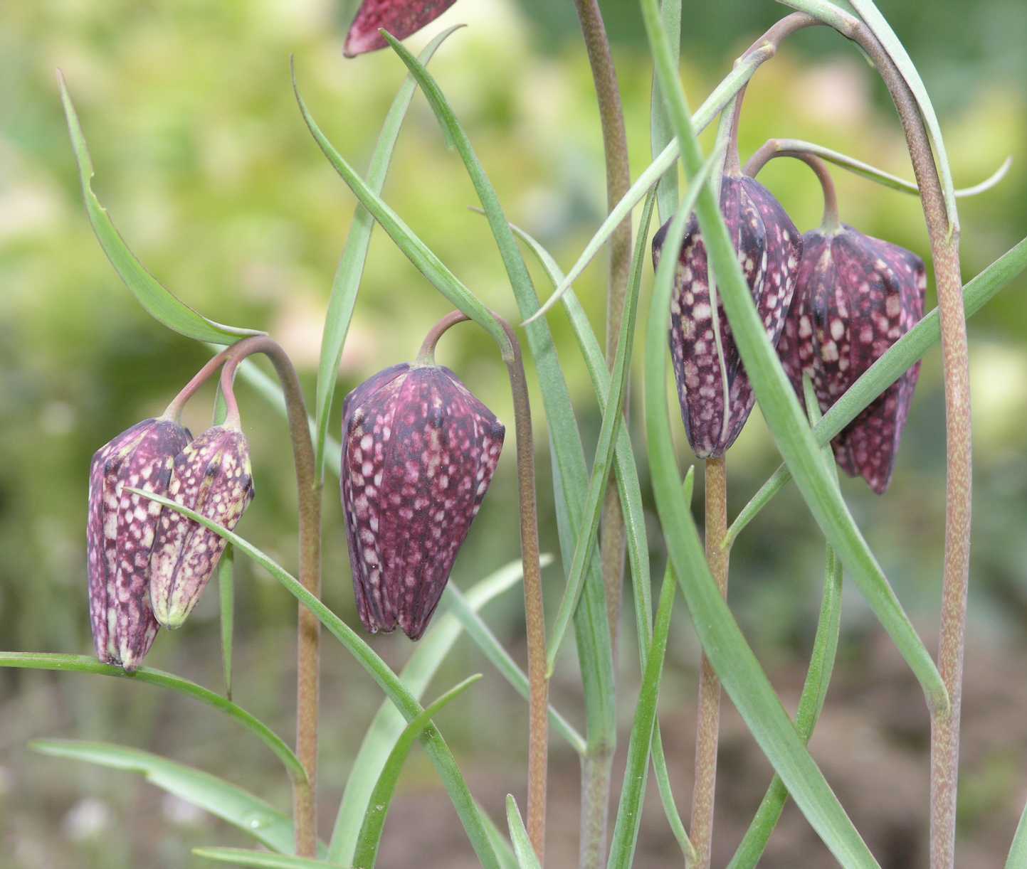 Liliaceae Fritillaria meleagris