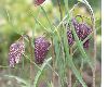 image of Fritillaria meleagris