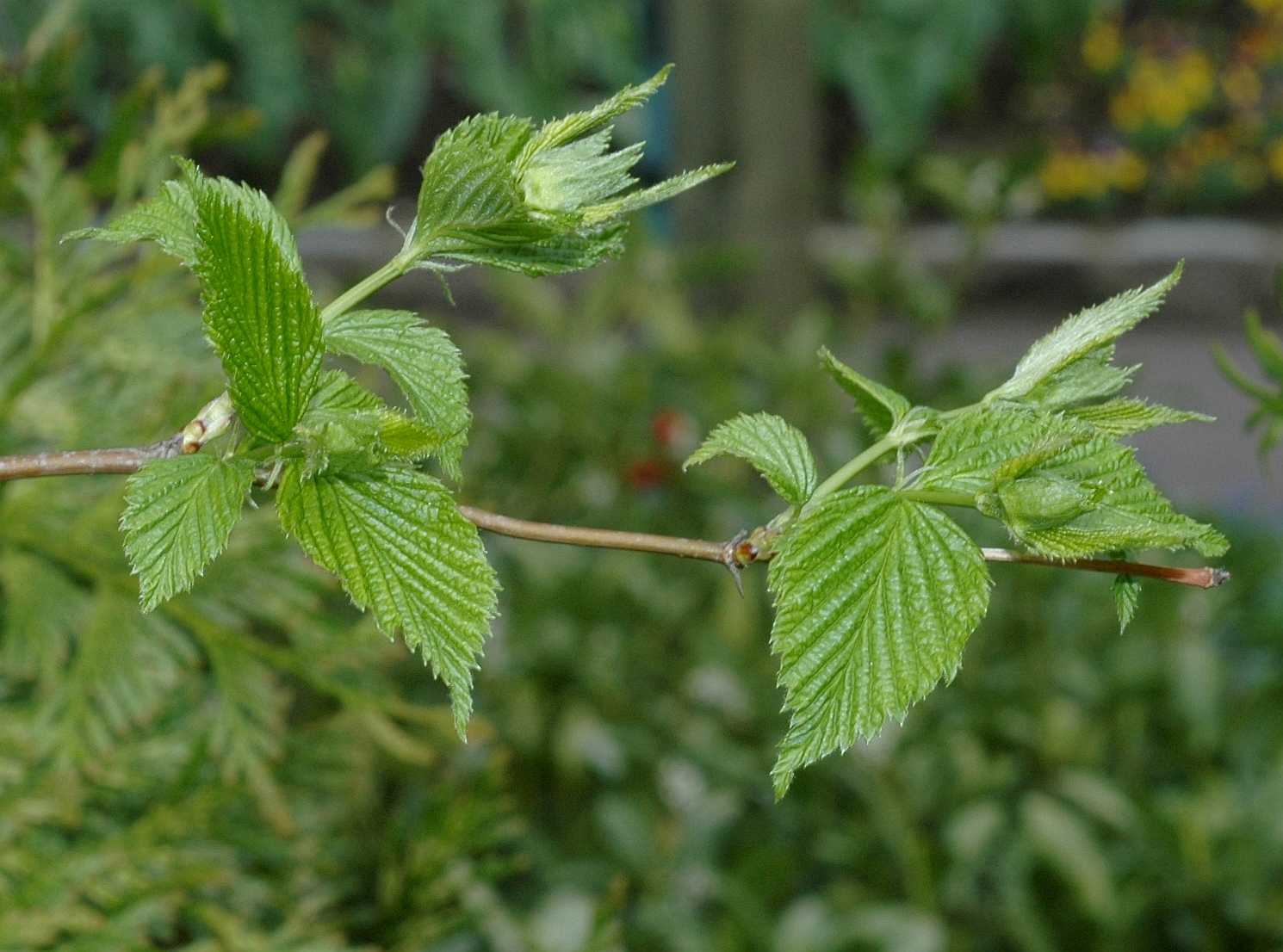 Rosaceae Rhodotypos scandens