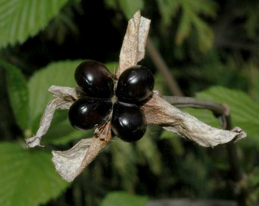 Rosaceae Rhodotypos scandens