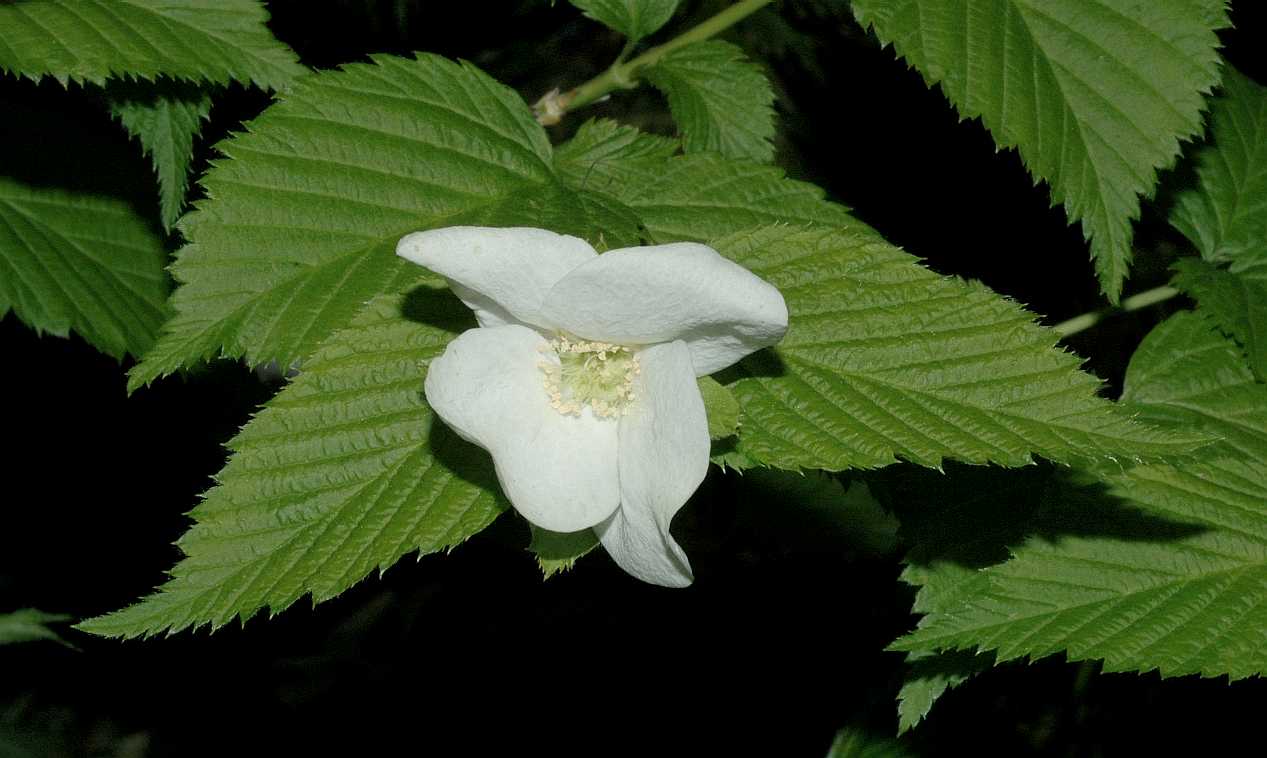 Rosaceae Rhodotypos scandens