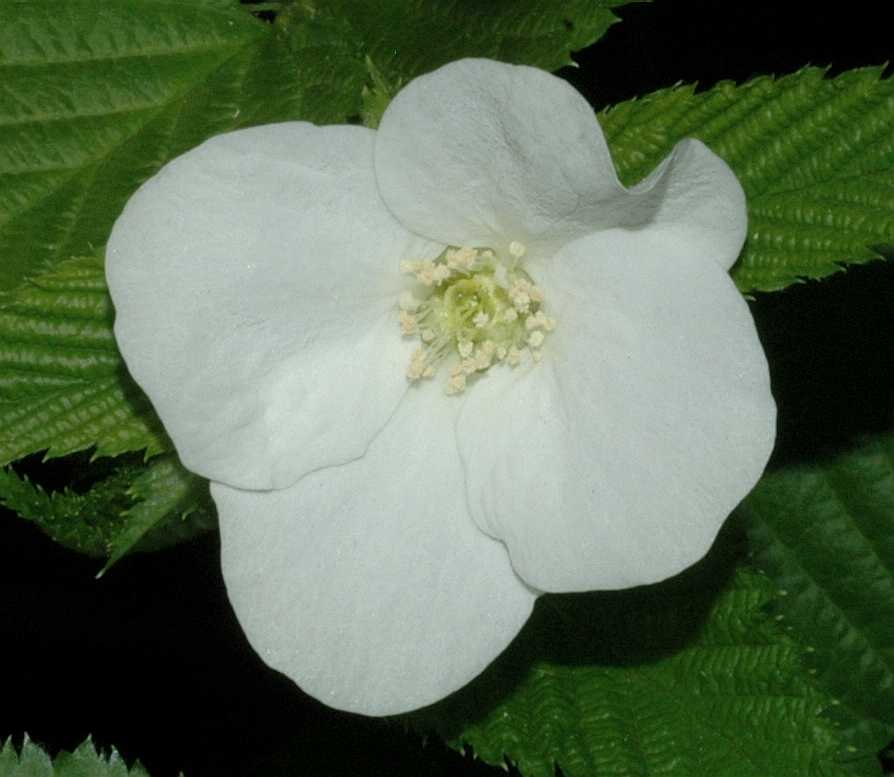 Rosaceae Rhodotypos scandens