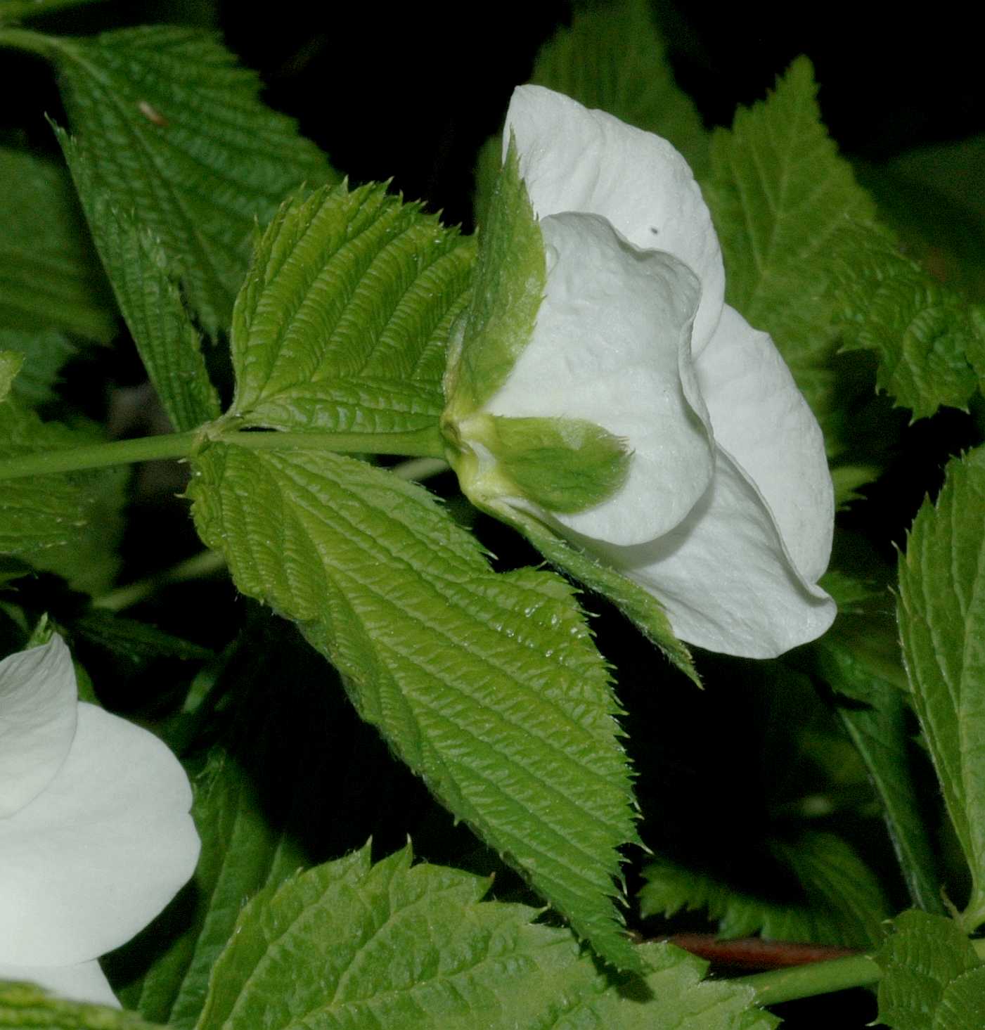 Rosaceae Rhodotypos scandens