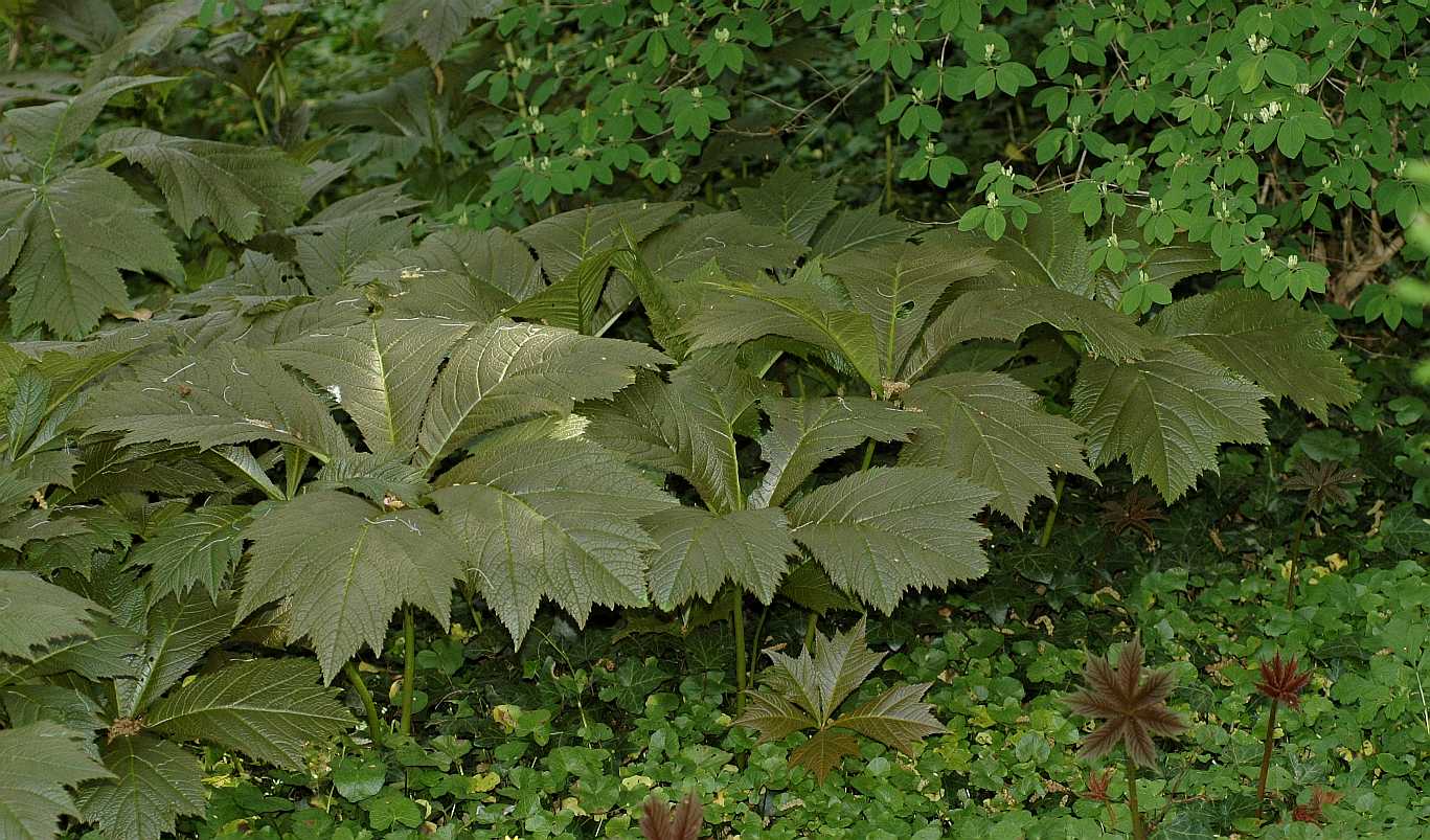 Saxifragaceae Rodgersia podophylla