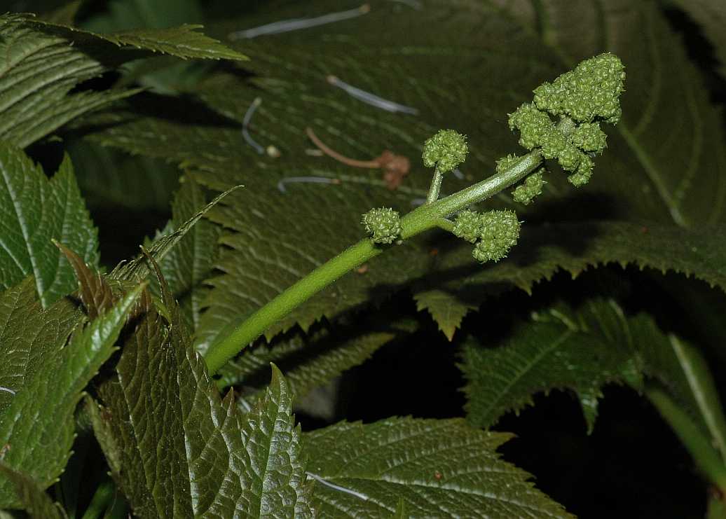 Saxifragaceae Rodgersia podophylla