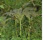 image of Rodgersia podophylla