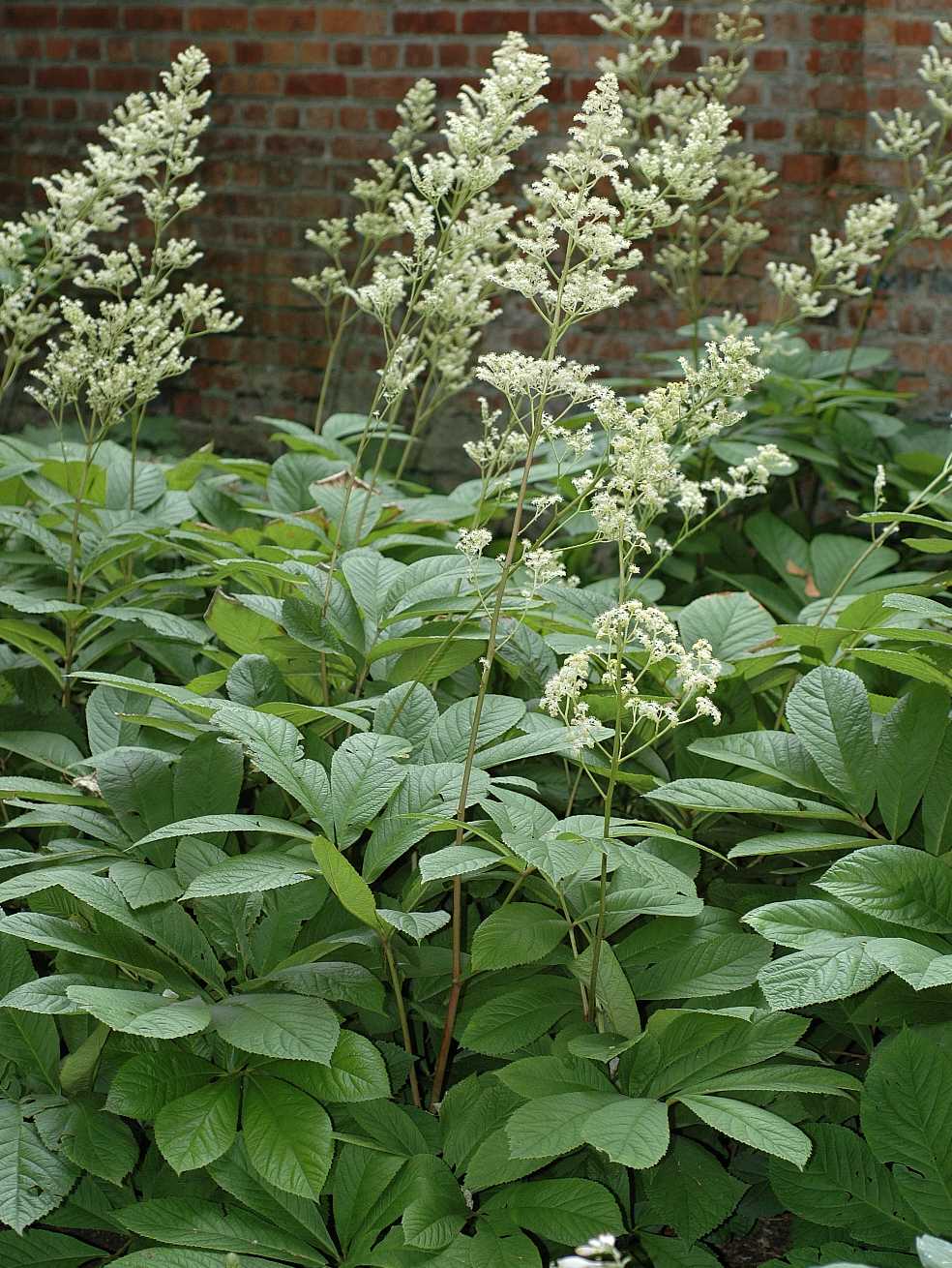 Saxifragaceae Rodgersia sambucifolia
