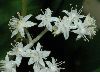 image of Rodgersia sambucifolia