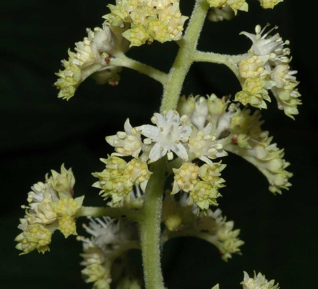 Saxifragaceae Rodgersia sambucifolia