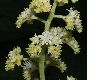 image of Rodgersia sambucifolia