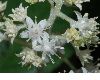 image of Rodgersia sambucifolia