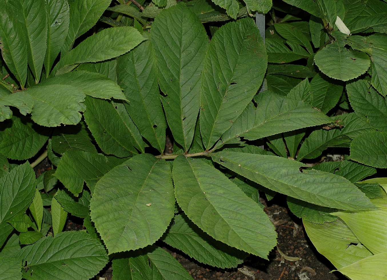 Saxifragaceae Rodgersia sambucifolia