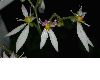 image of Saxifraga stolonifera