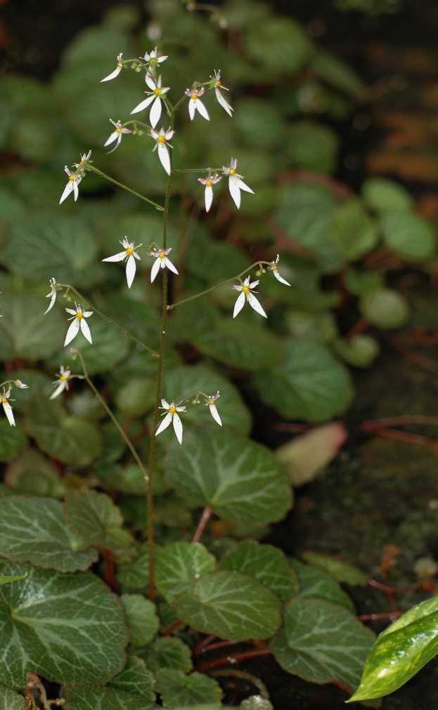 Saxifragaceae Saxifraga stolonifera