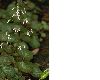image of Saxifraga stolonifera