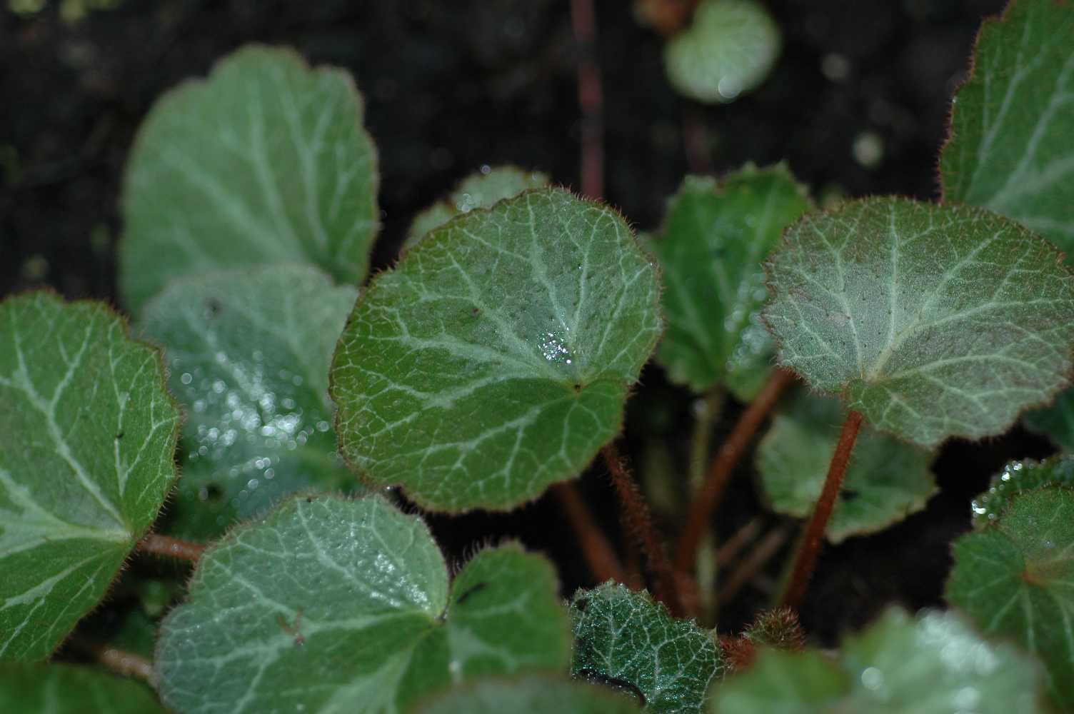 Saxifragaceae Saxifraga stolonifera
