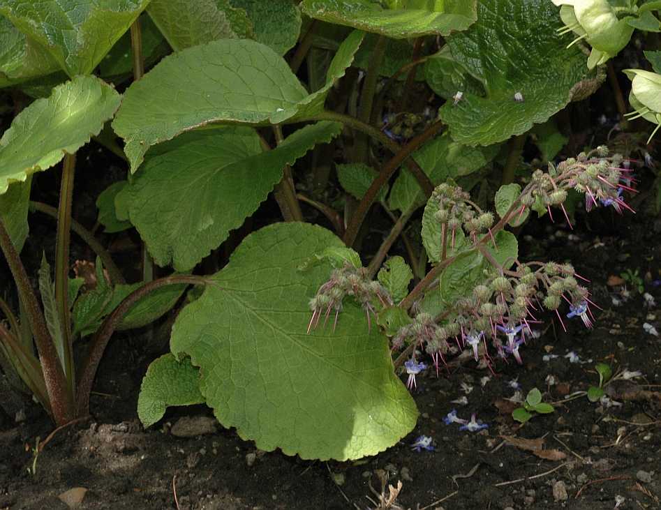 Boraginaceae Trachystemon orientalis