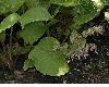 image of Trachystemon orientalis