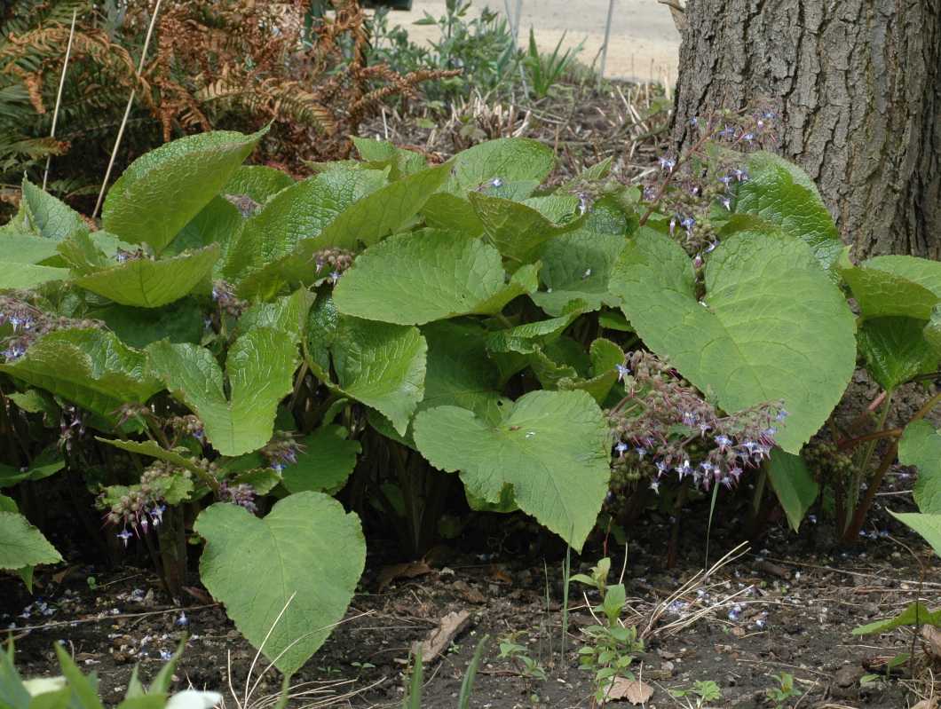 Boraginaceae Trachystemon orientalis
