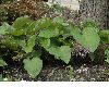 image of Trachystemon orientalis