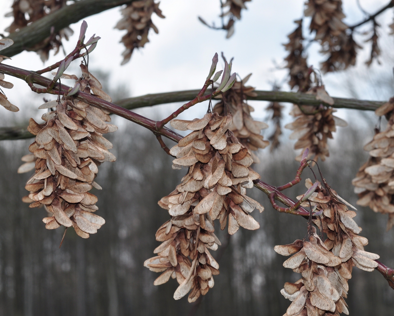 Aceraceae Acer davidii