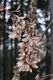 image of Acer davidii