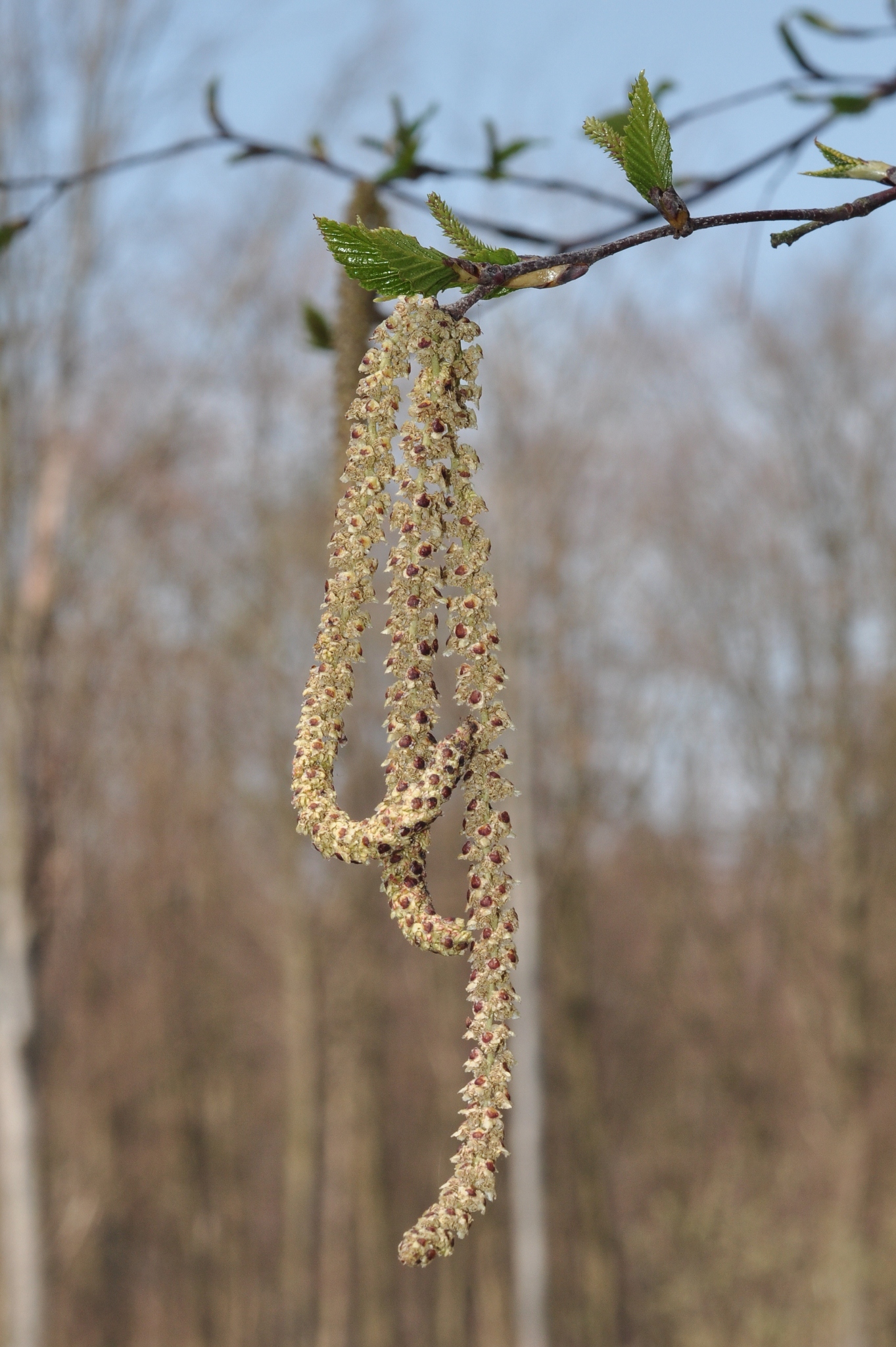 Betulaceae Betula albosinensis