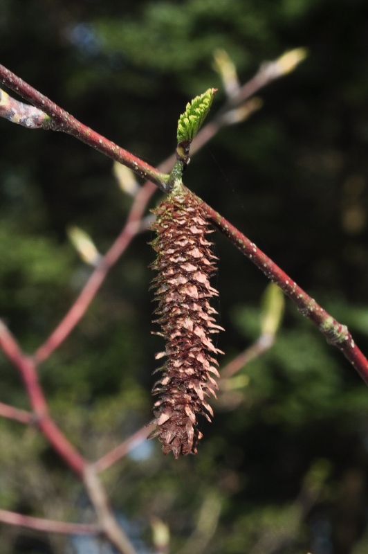 Betulaceae Betula albosinensis