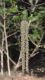 image of Betula albosinensis