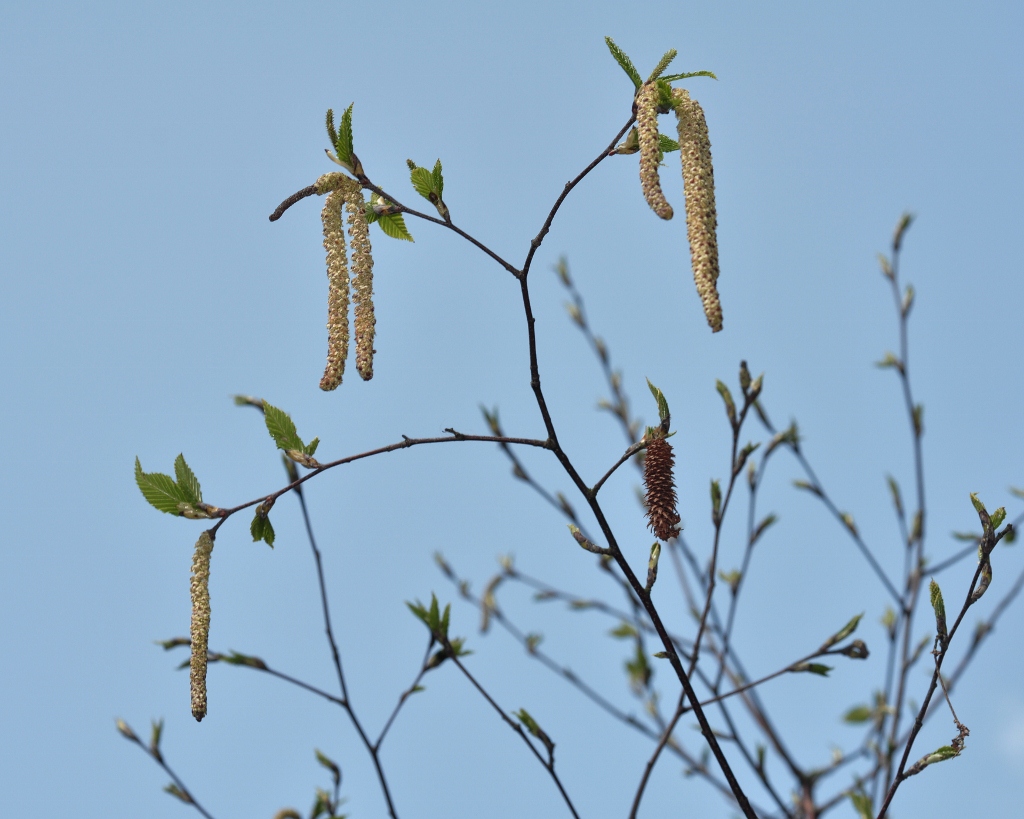 Betulaceae Betula albosinensis