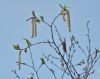 image of Betula albosinensis