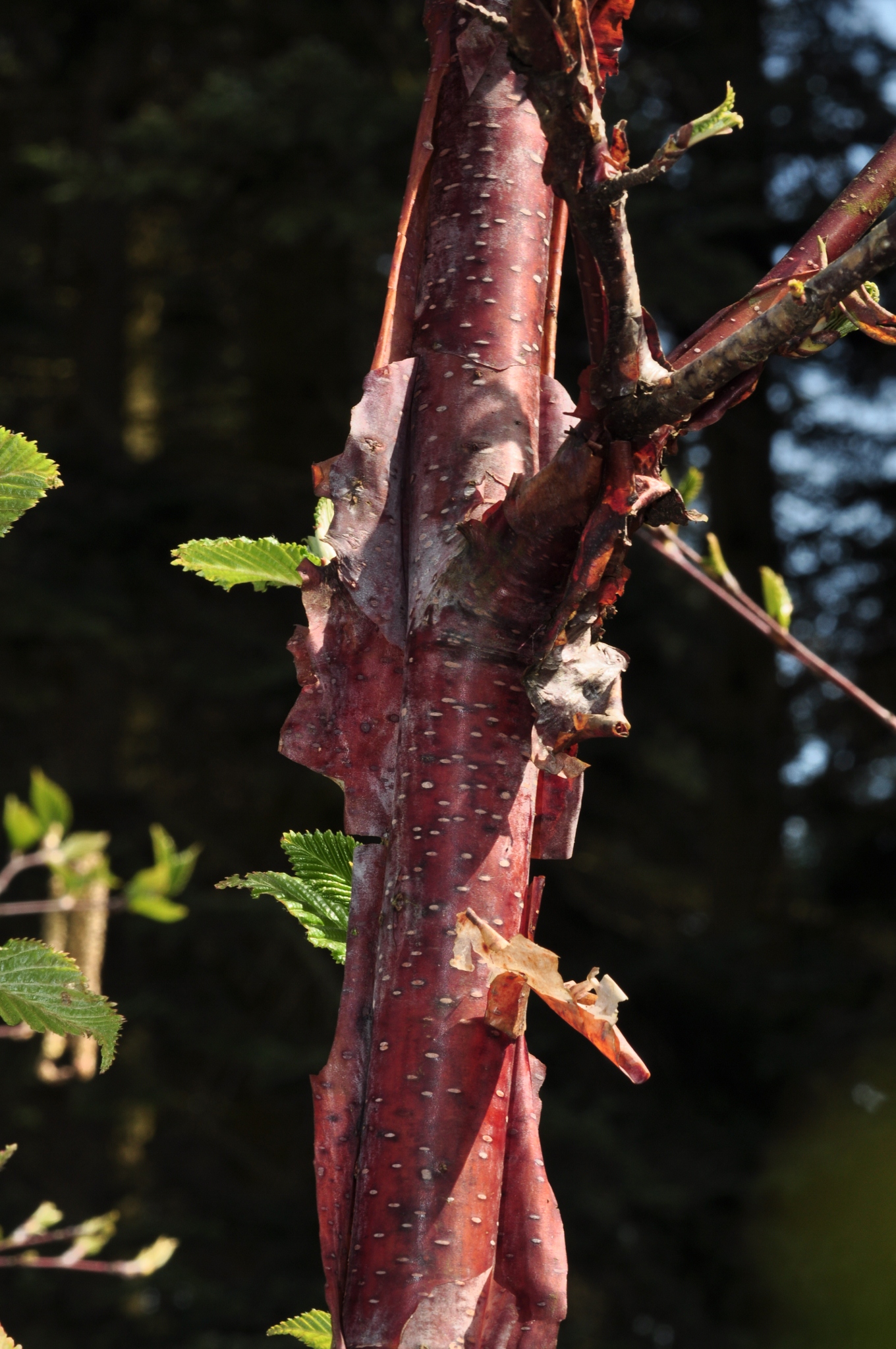 Betulaceae Betula albosinensis